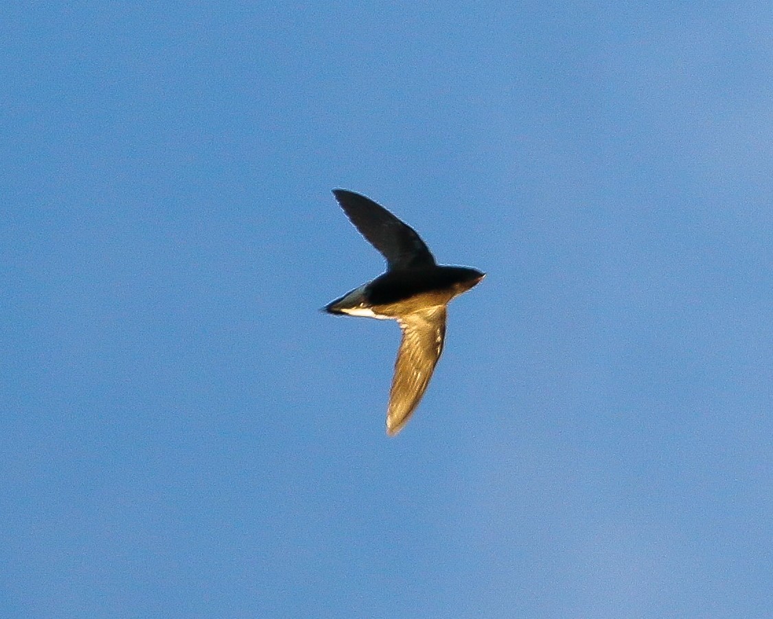 Brown-backed Needletail - ML616758781