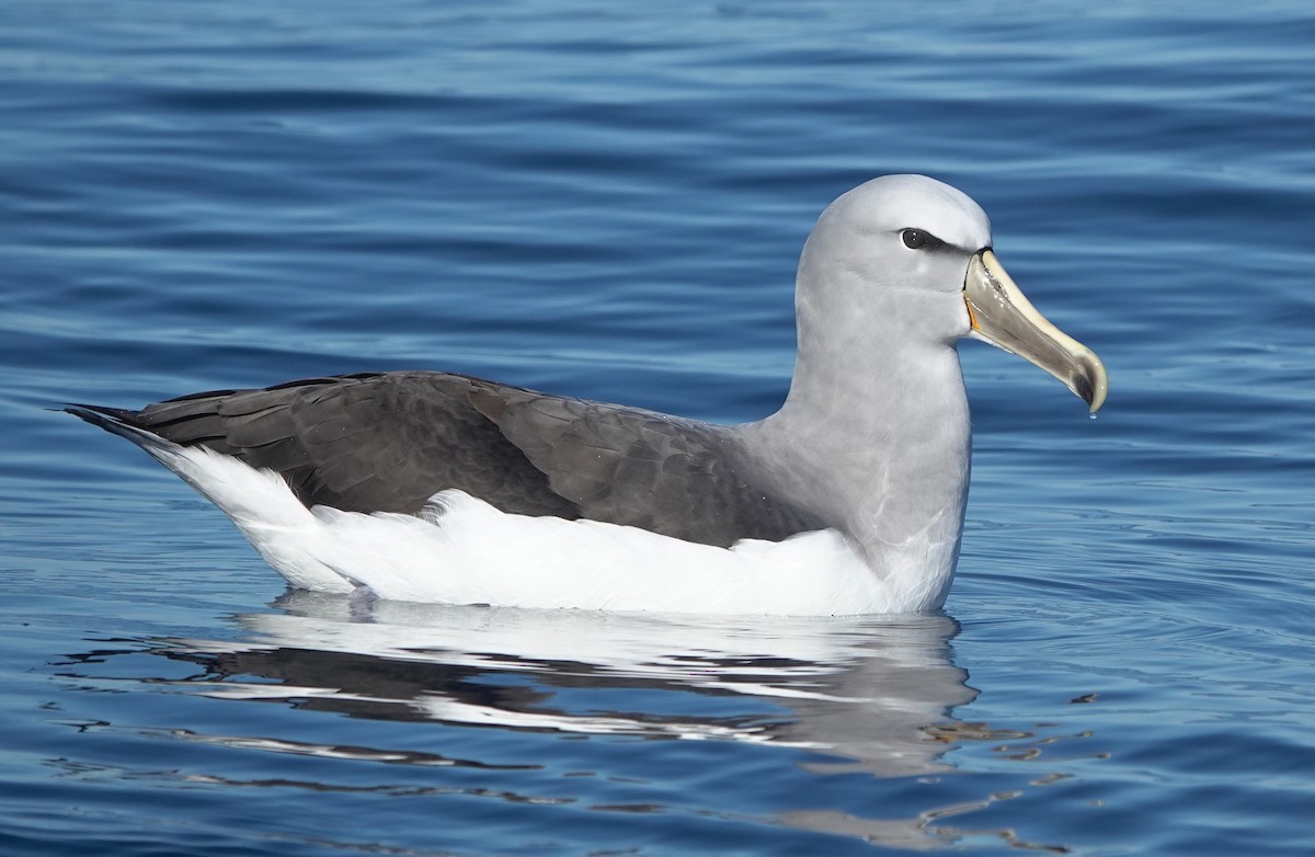 Salvin's Albatross - Matt Dufort
