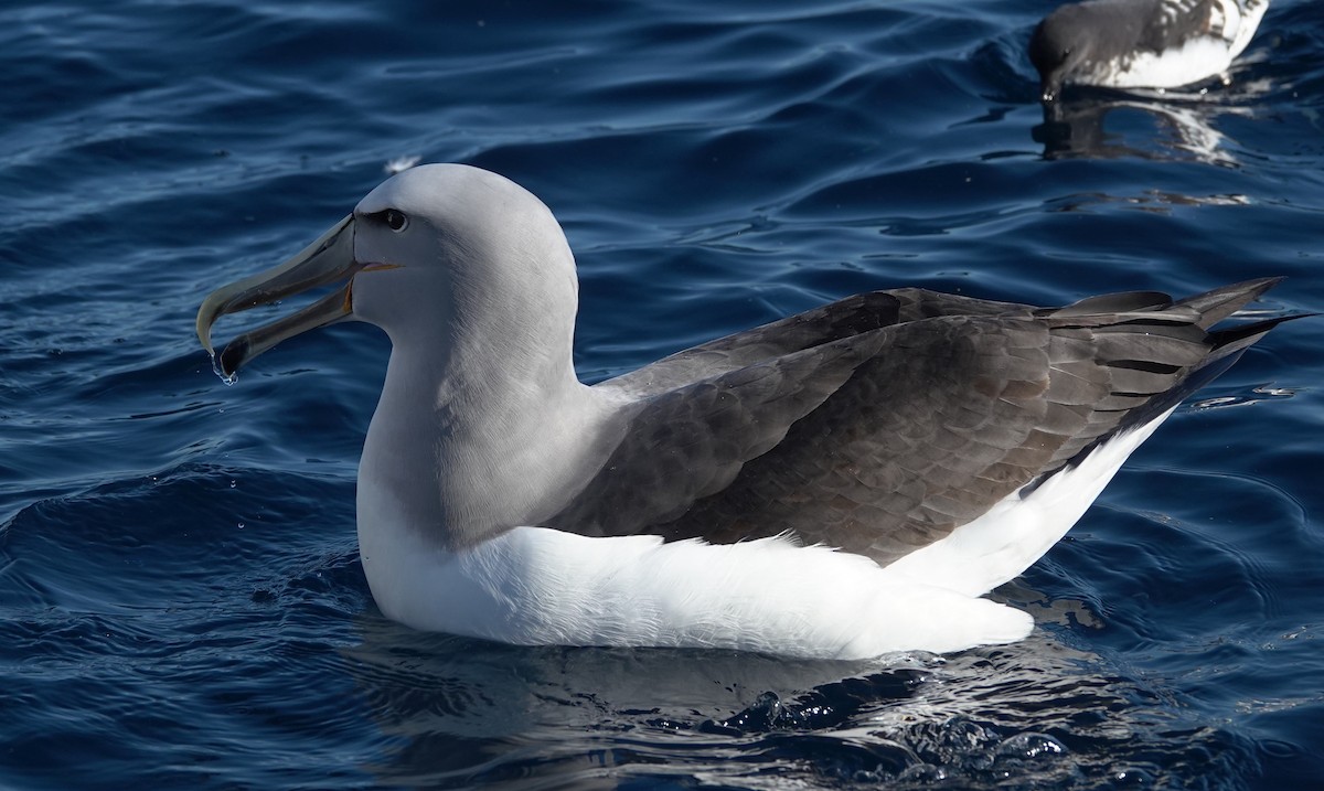 Salvin's Albatross - Matt Dufort