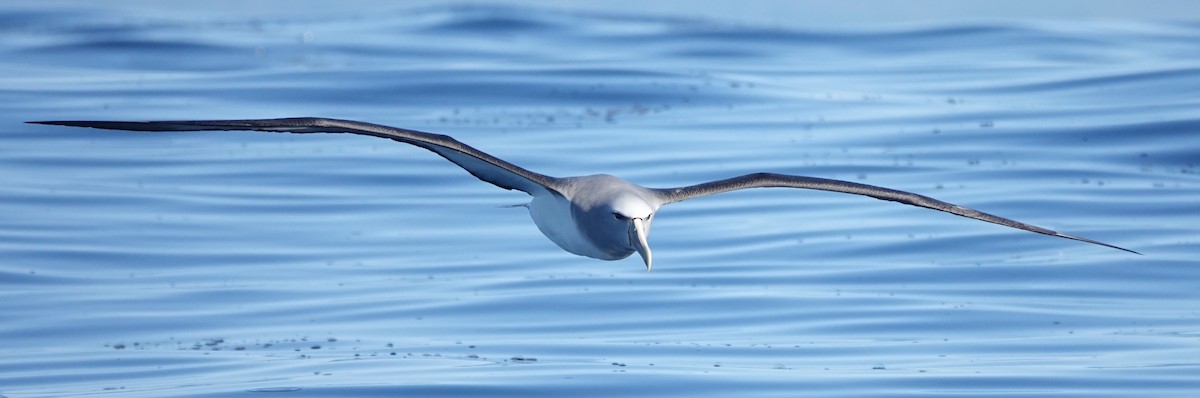 Salvin's Albatross - Matt Dufort