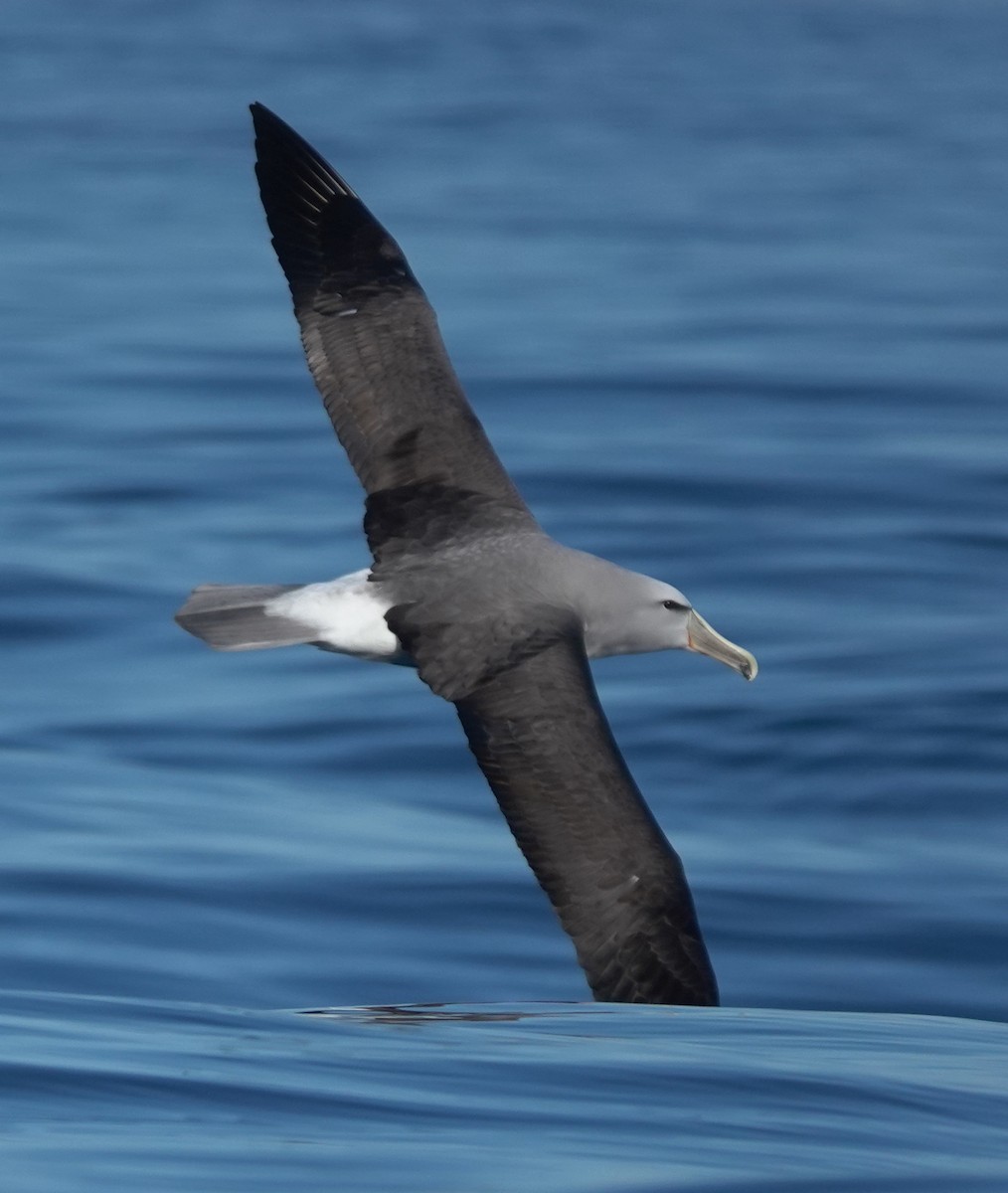 Salvin's Albatross - Matt Dufort