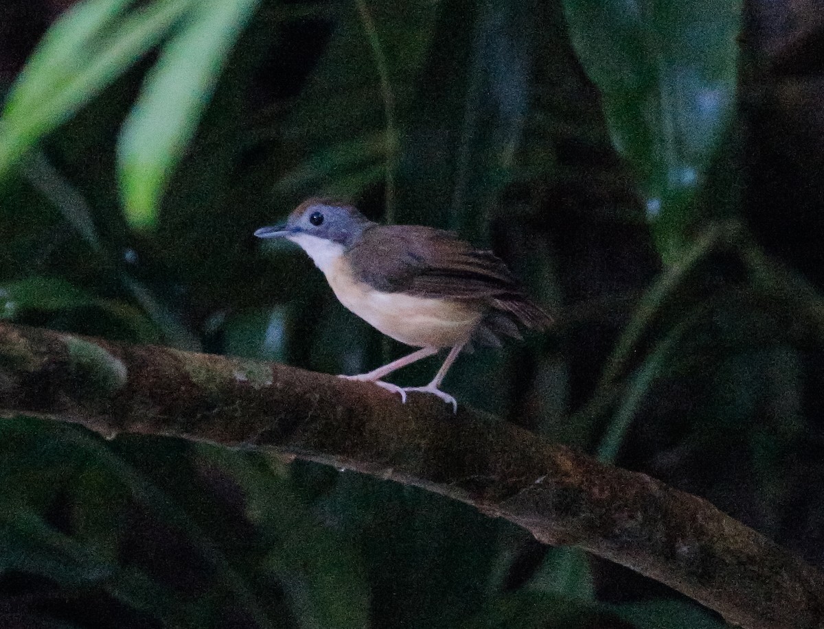 Short-tailed Babbler - ML616758836