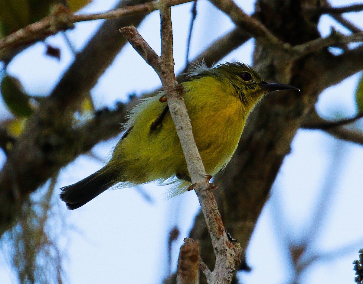 Red-throated Sunbird - ML616758841