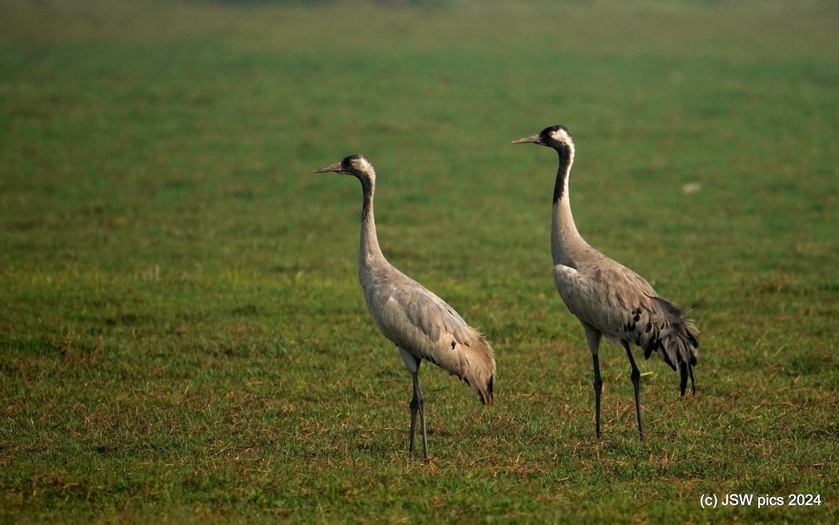 Common Crane - ML616758887