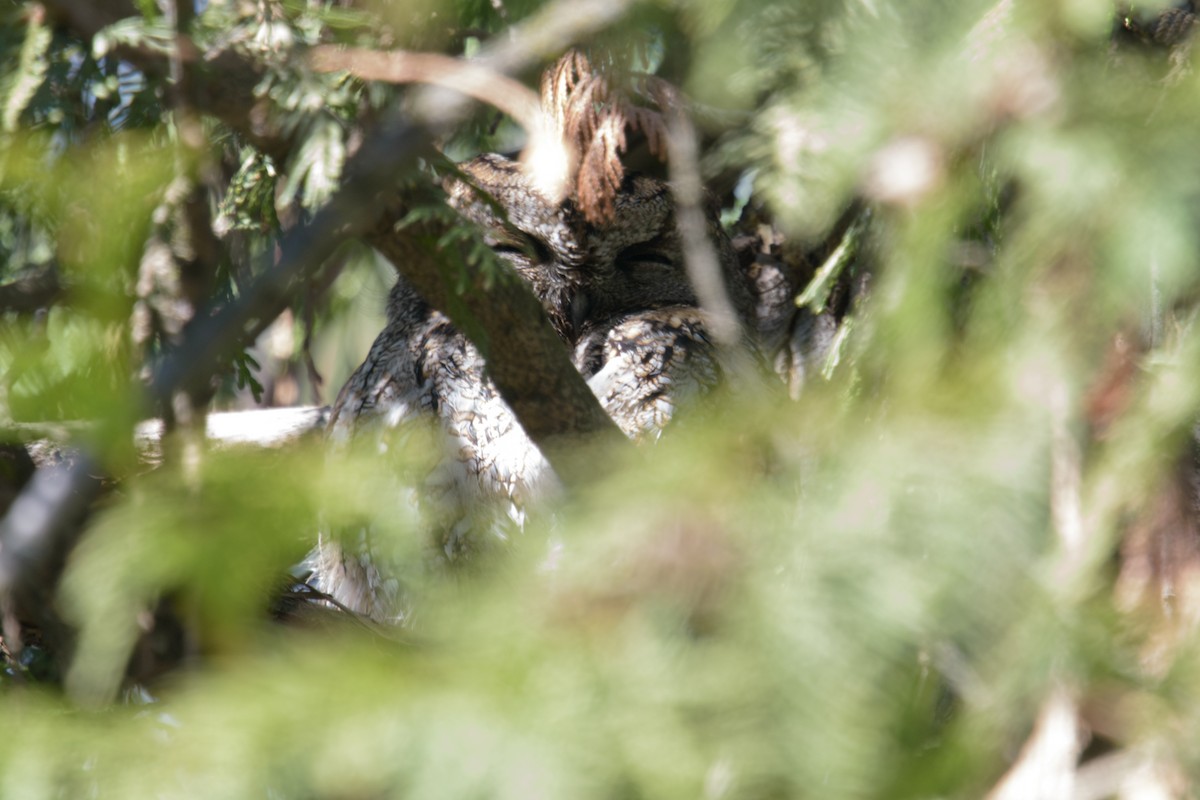 Western Screech-Owl - Randy Dzenkiw