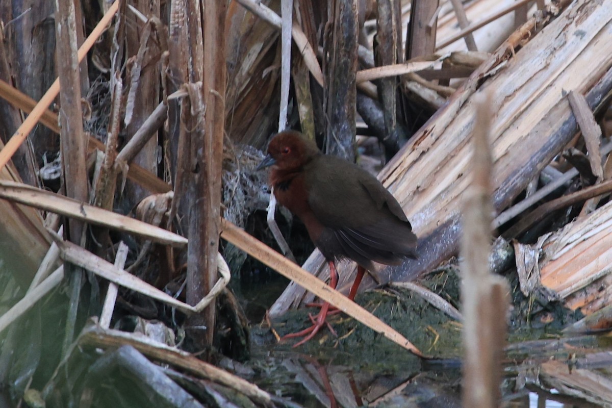 Ruddy-breasted Crake - ML616758943