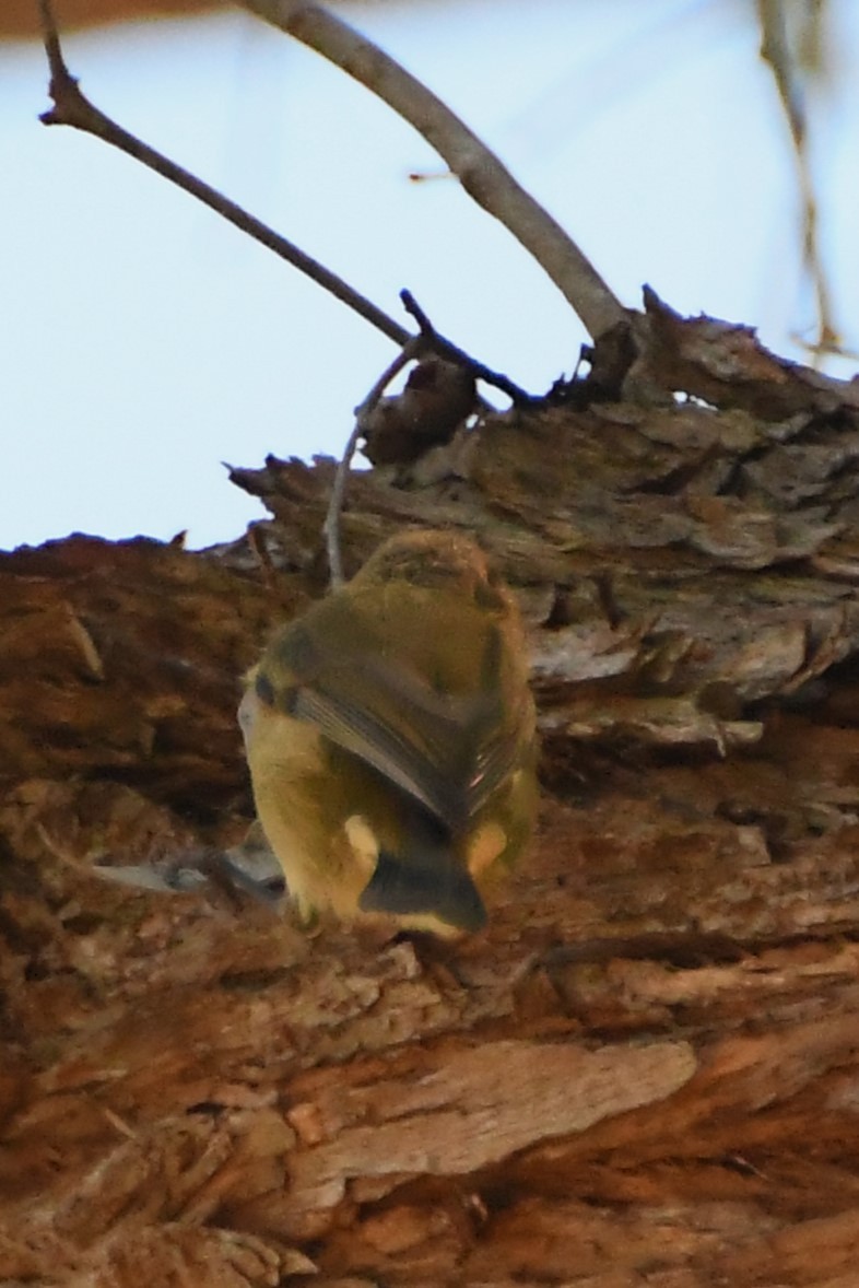 Yellow-rumped Thornbill - Michael Louey