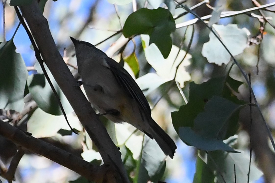 Golden Whistler - Michael Louey