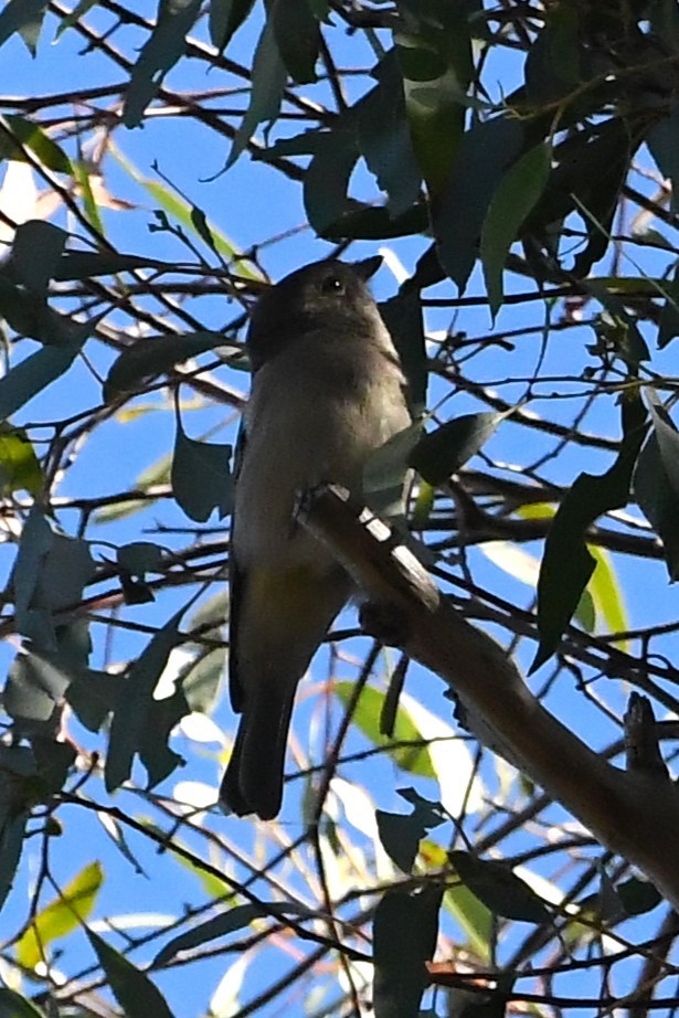 Golden Whistler - Michael Louey