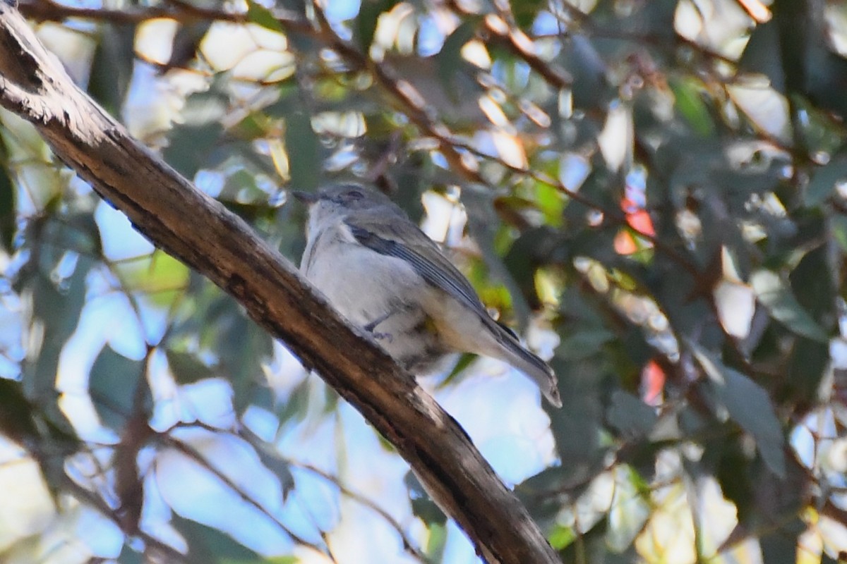 Golden Whistler - ML616758996