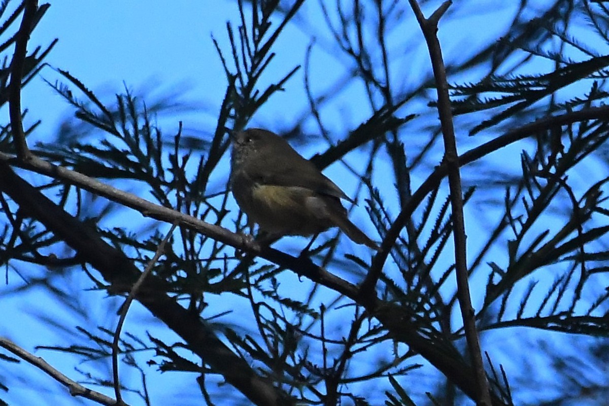 Brown Thornbill - Michael Louey