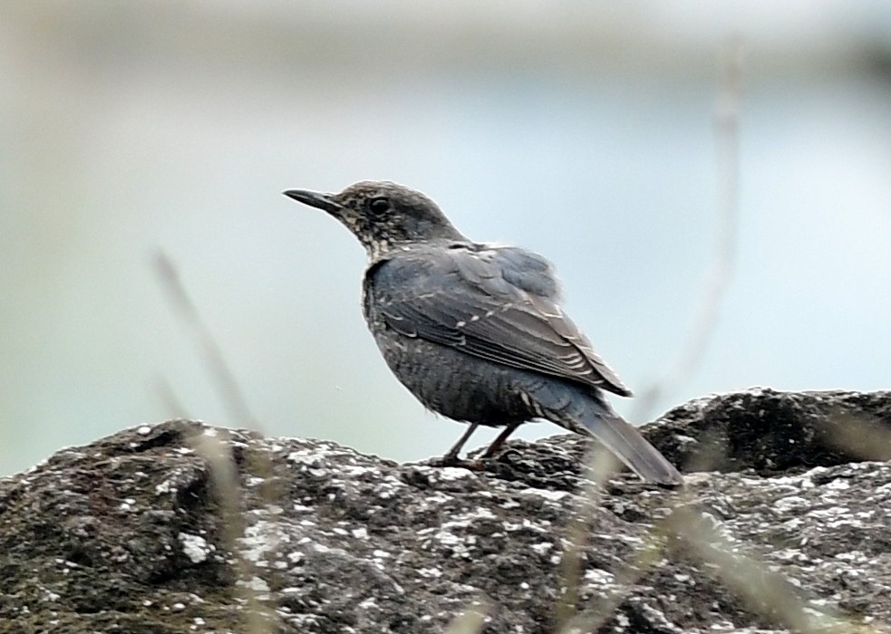 Blue Rock-Thrush - ML616759045