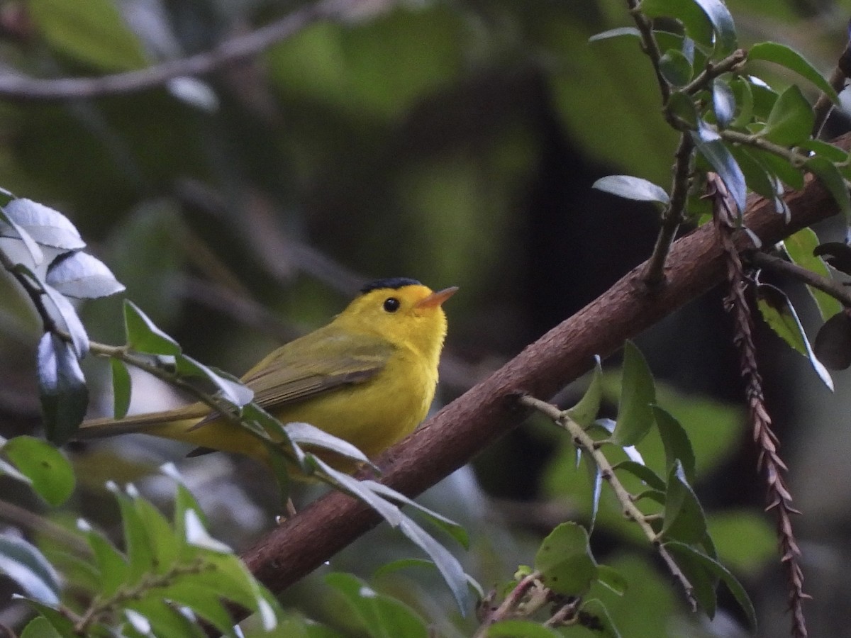 Wilson's Warbler - ML616759056