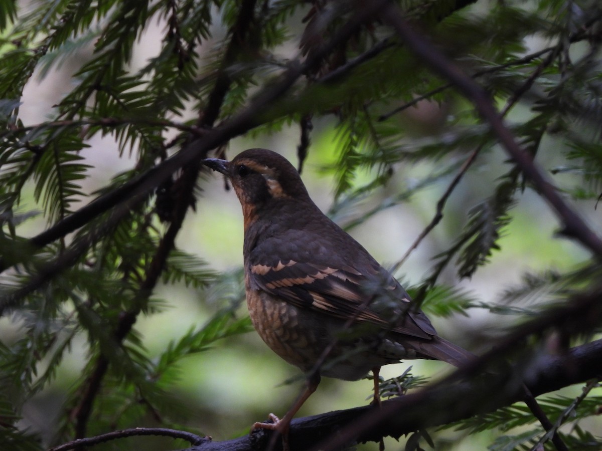 Varied Thrush - ML616759062