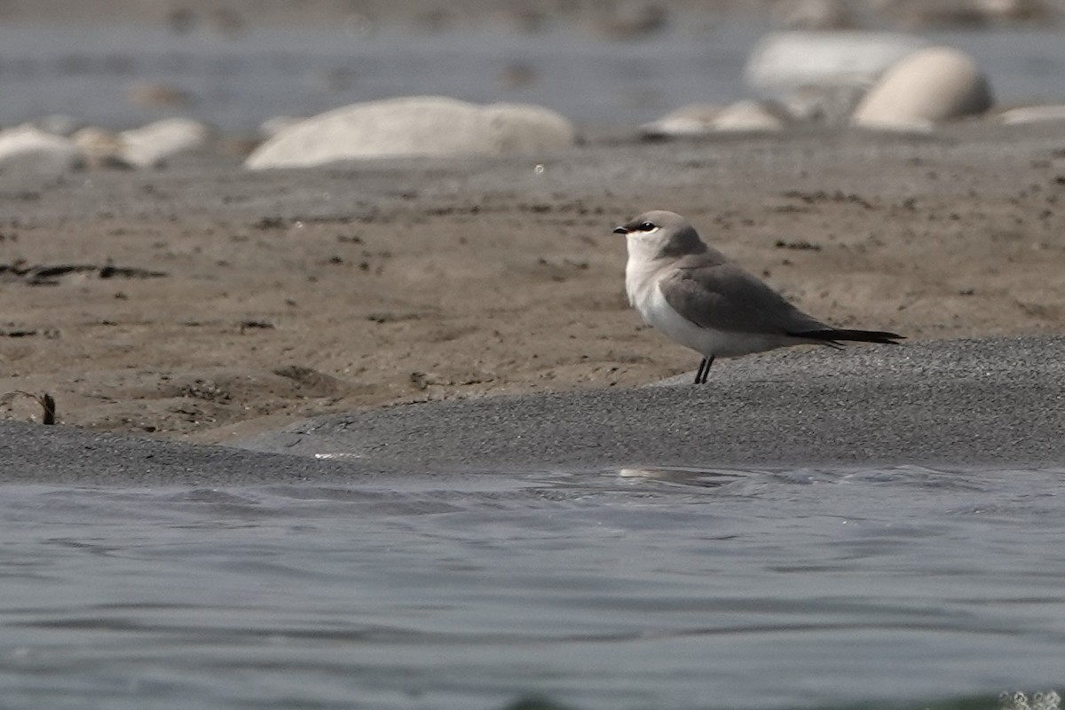 Small Pratincole - ML616759129