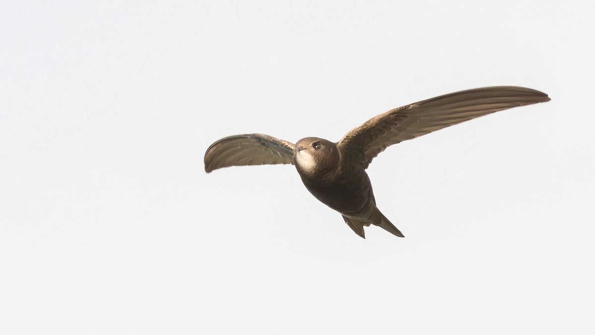 Common Swift - ML616759164