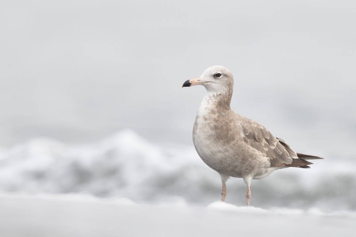 Black-tailed Gull - ML616759168