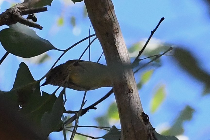 Yellow-rumped Thornbill - Michael Louey