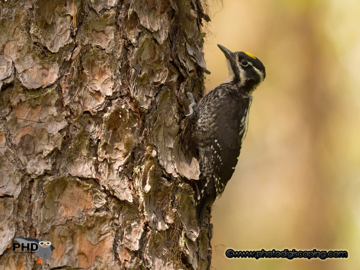 Eurasian Three-toed Woodpecker - ML616759229