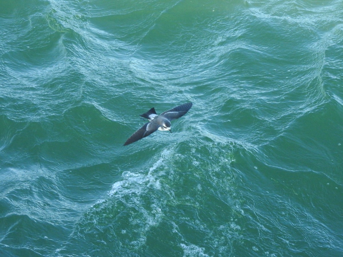 White-faced Storm-Petrel - Archer Callaway