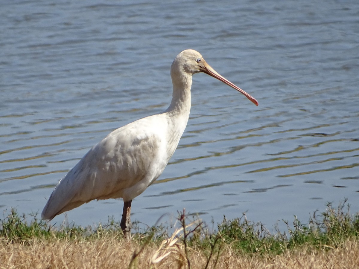 Yellow-billed Spoonbill - ML616759251