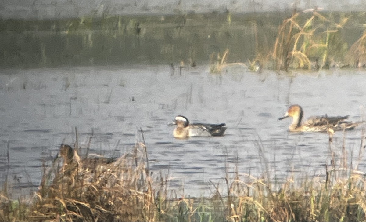 Garganey - Paul James