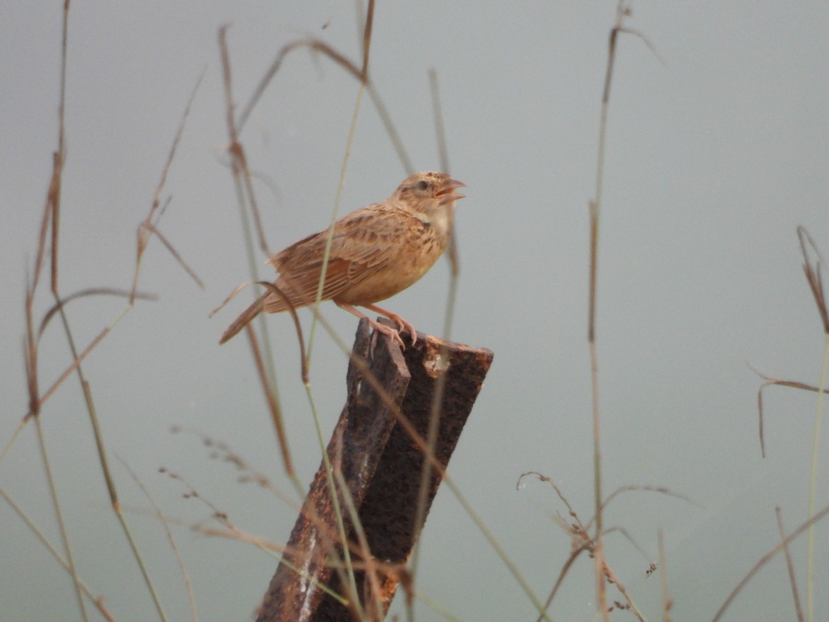 Singing Bushlark (Singing) - ML616759309