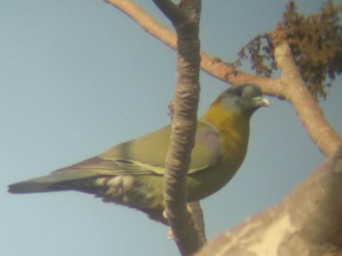 Yellow-footed Green-Pigeon - ML616759320