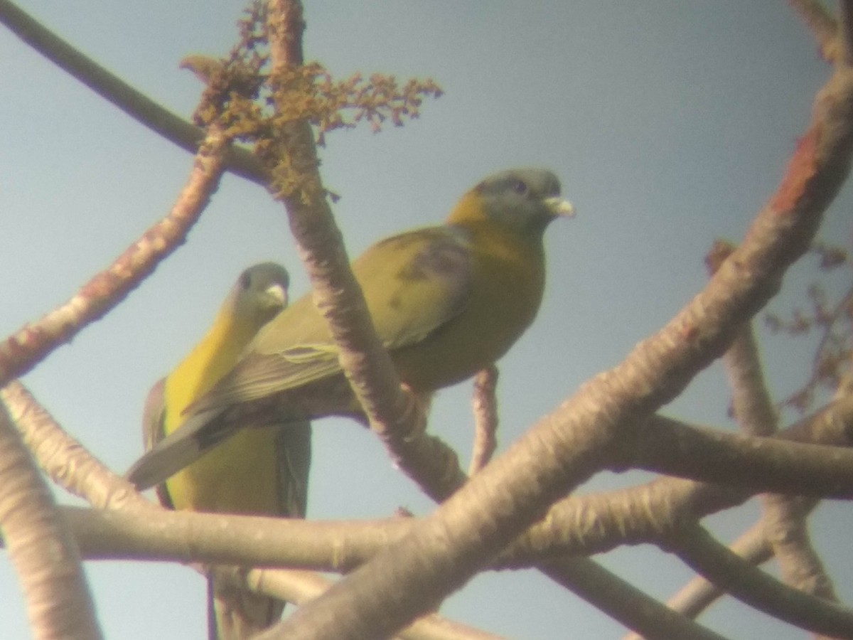 Yellow-footed Green-Pigeon - ML616759321