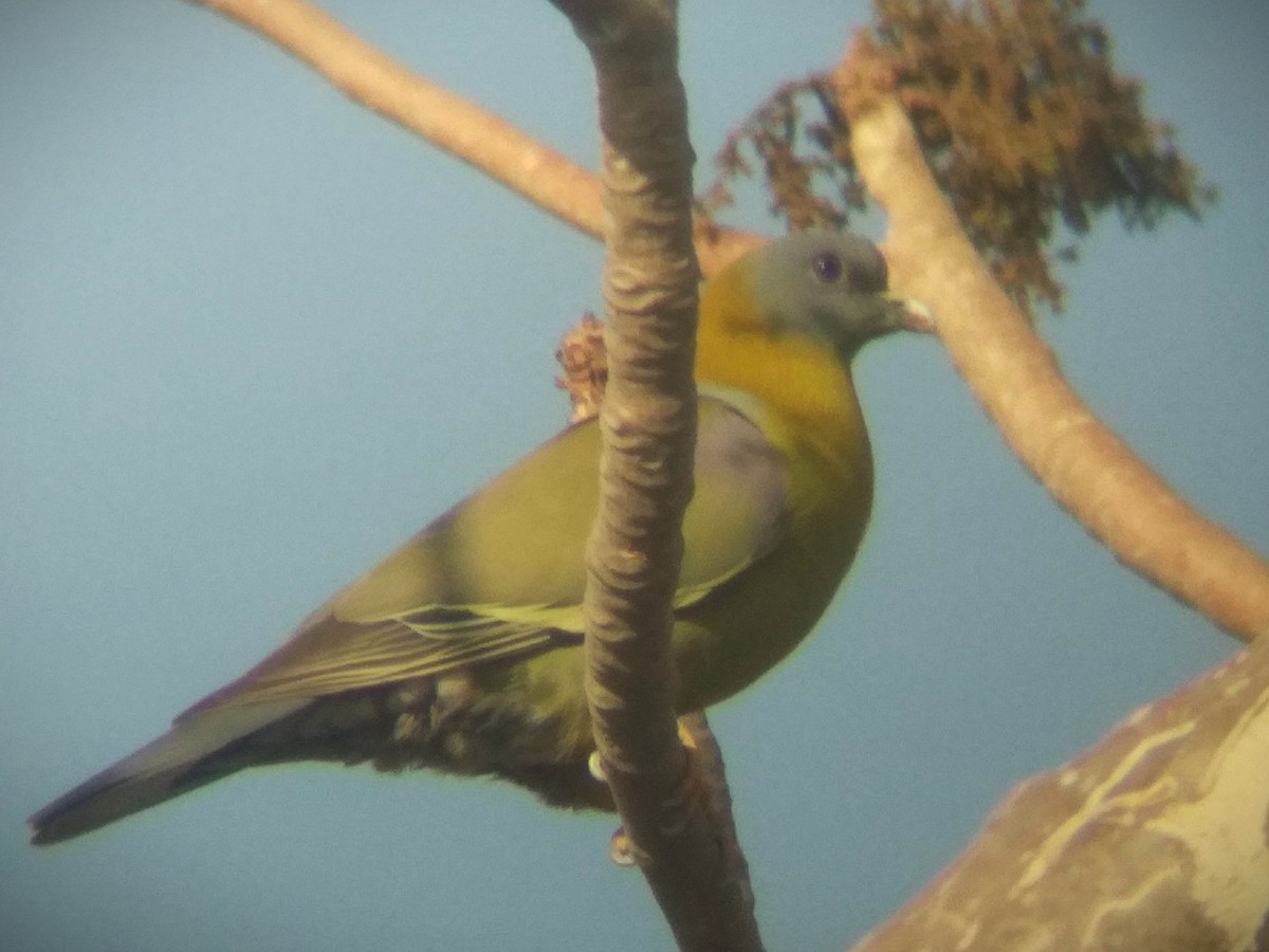 Yellow-footed Green-Pigeon - ML616759322