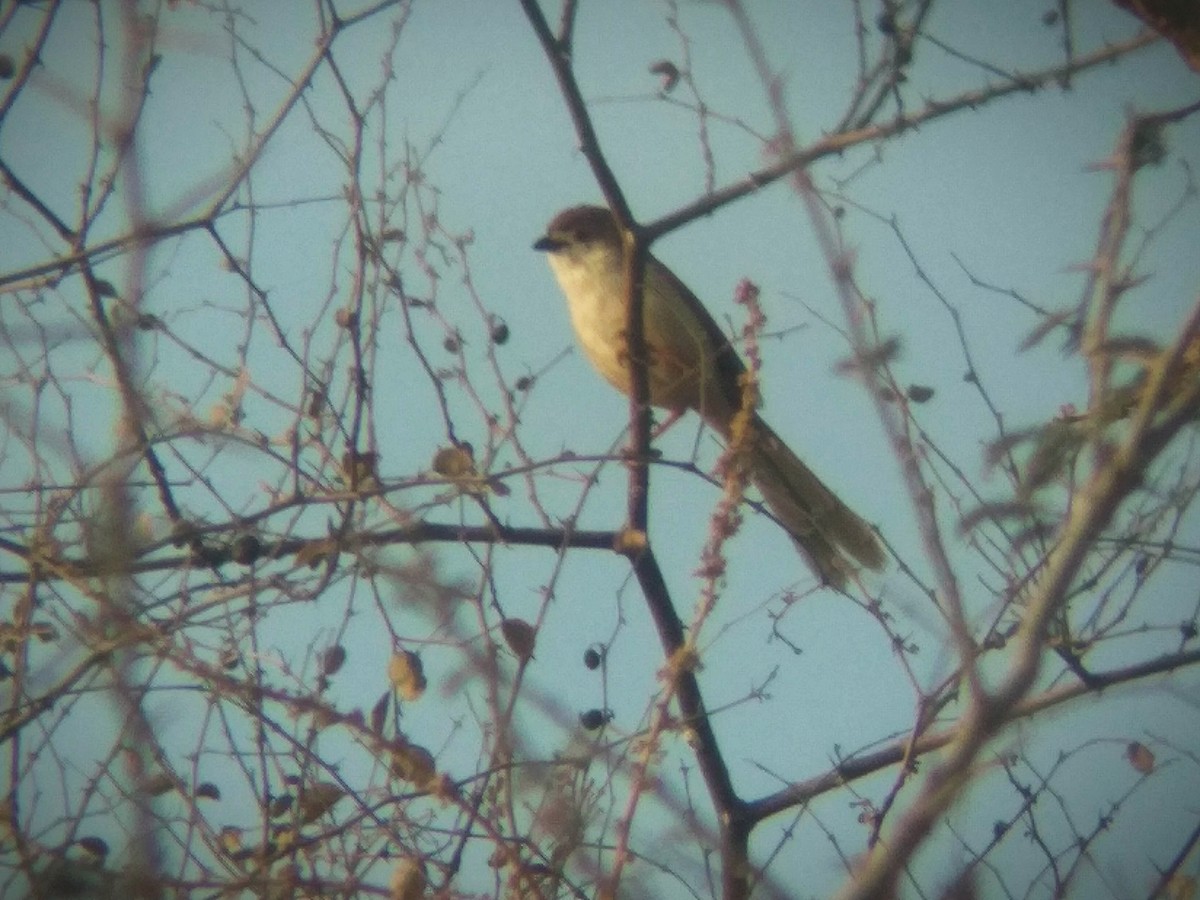 Yellow-eyed Babbler - ML616759334