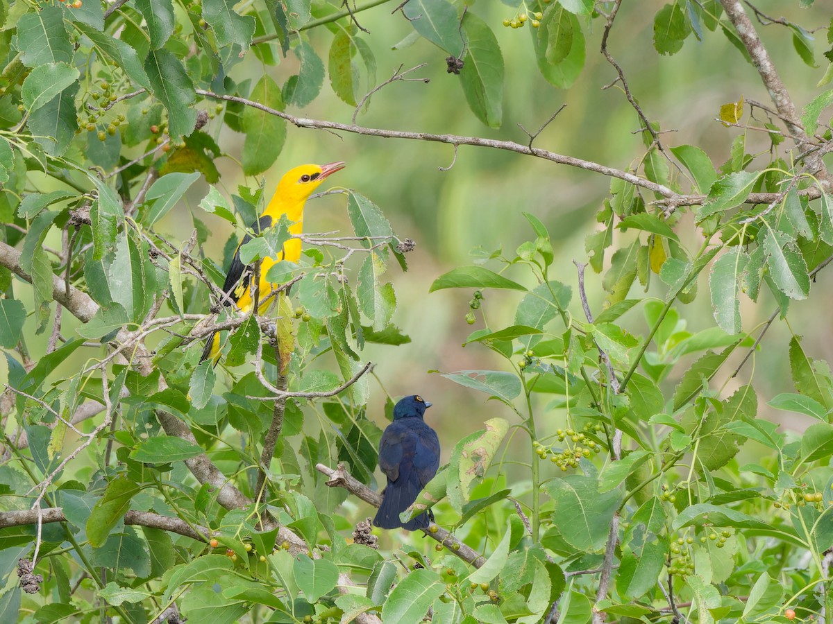 Black-bellied Starling - ML616759353