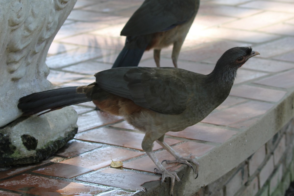 Chaco Chachalaca - ML616759411