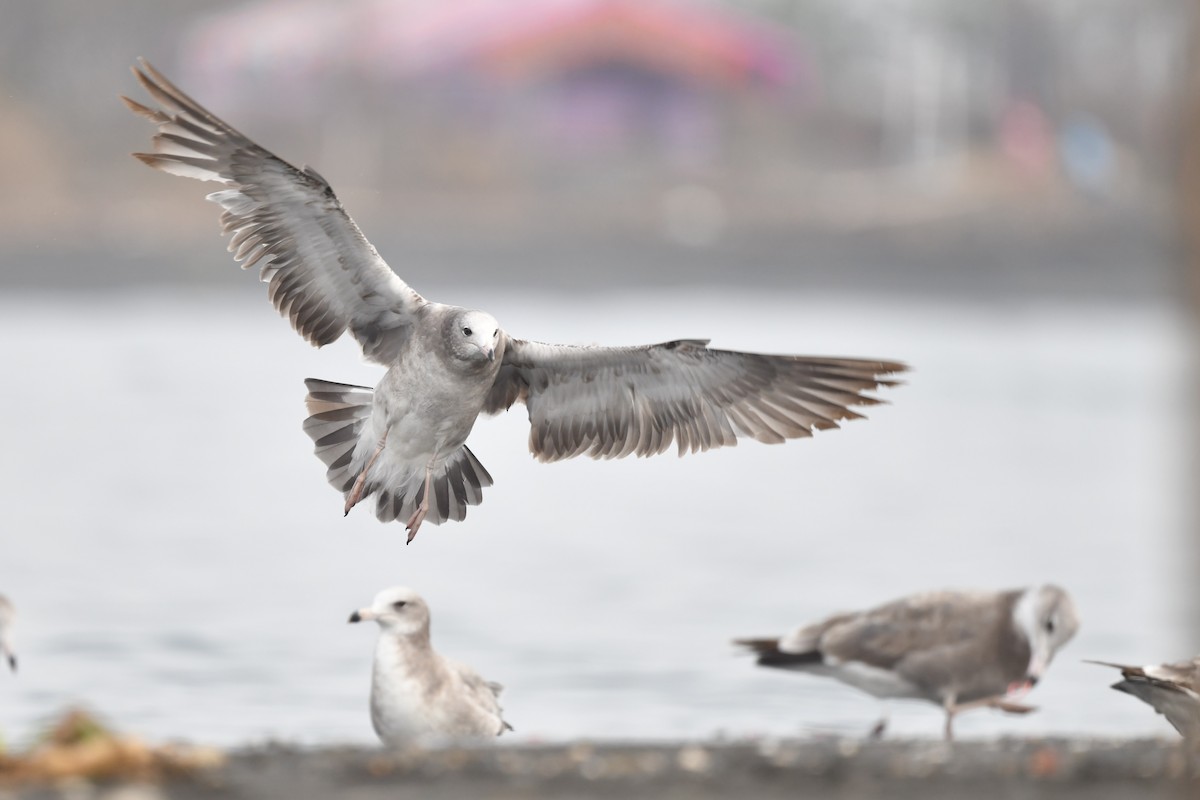 Black-tailed Gull - ML616759497