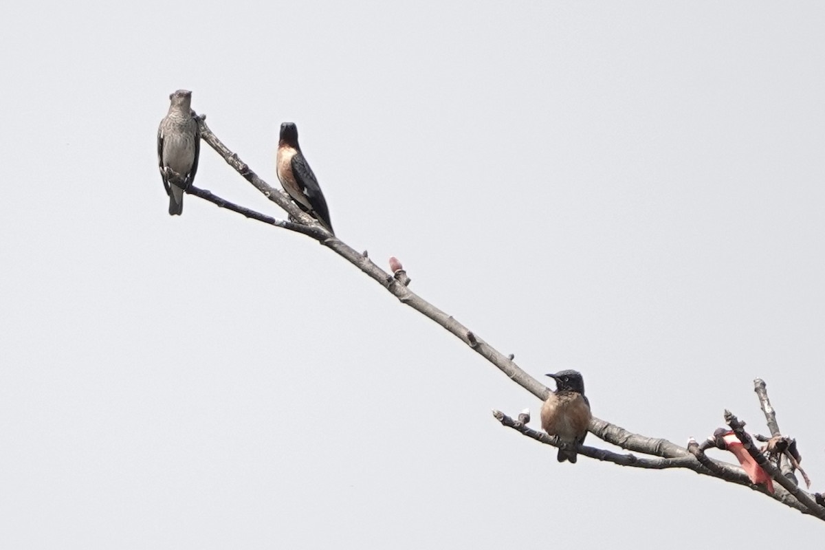 Spot-winged Starling - David Oulsnam