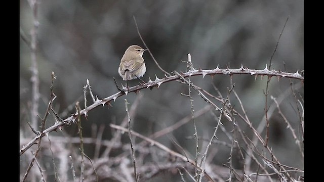 Pouillot véloce (tristis) - ML616759605