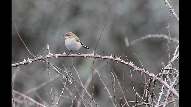 Common Chiffchaff (Siberian) - ML616759614