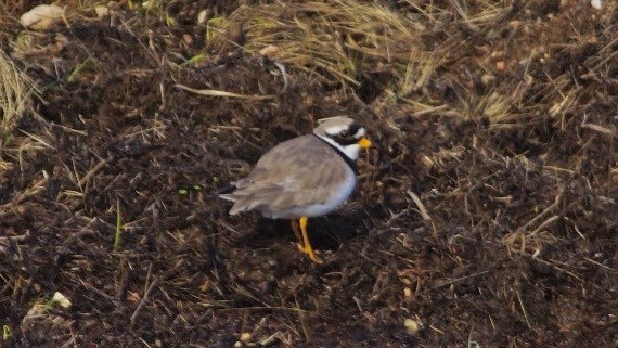 Common Ringed Plover - ML616759634