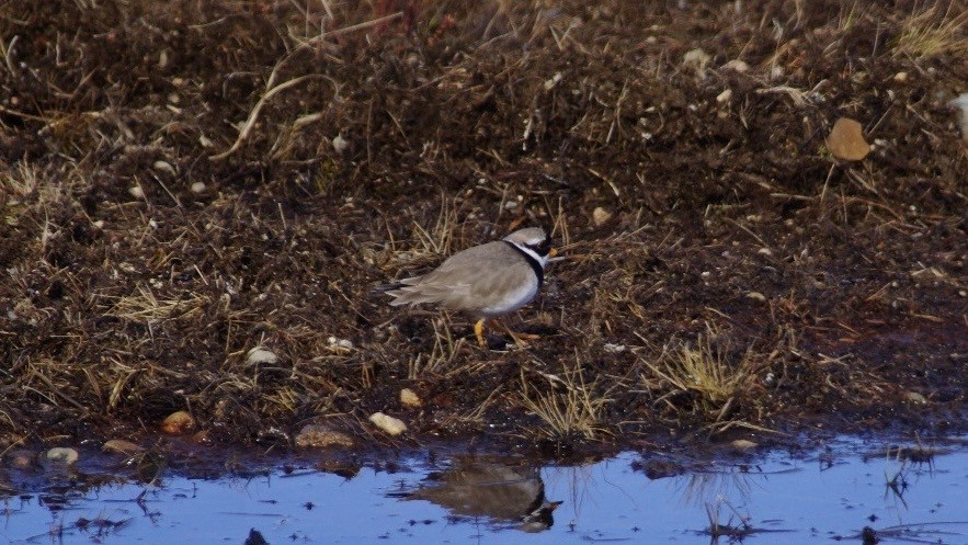 Common Ringed Plover - ML616759635