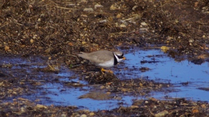 Common Ringed Plover - ML616759636