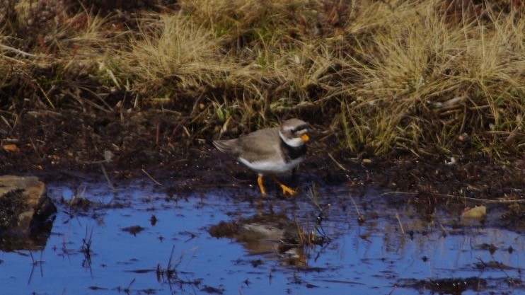 Common Ringed Plover - ML616759637