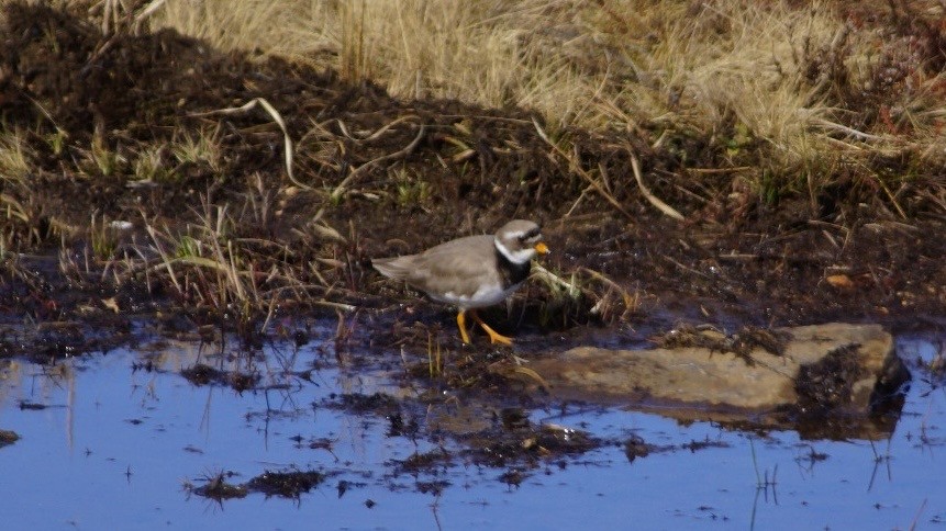 Common Ringed Plover - ML616759638