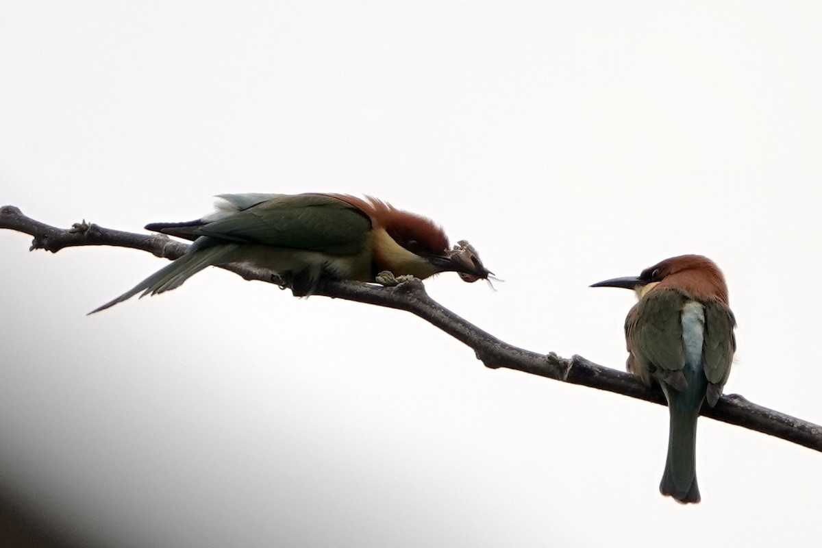 Chestnut-headed Bee-eater - ML616759832