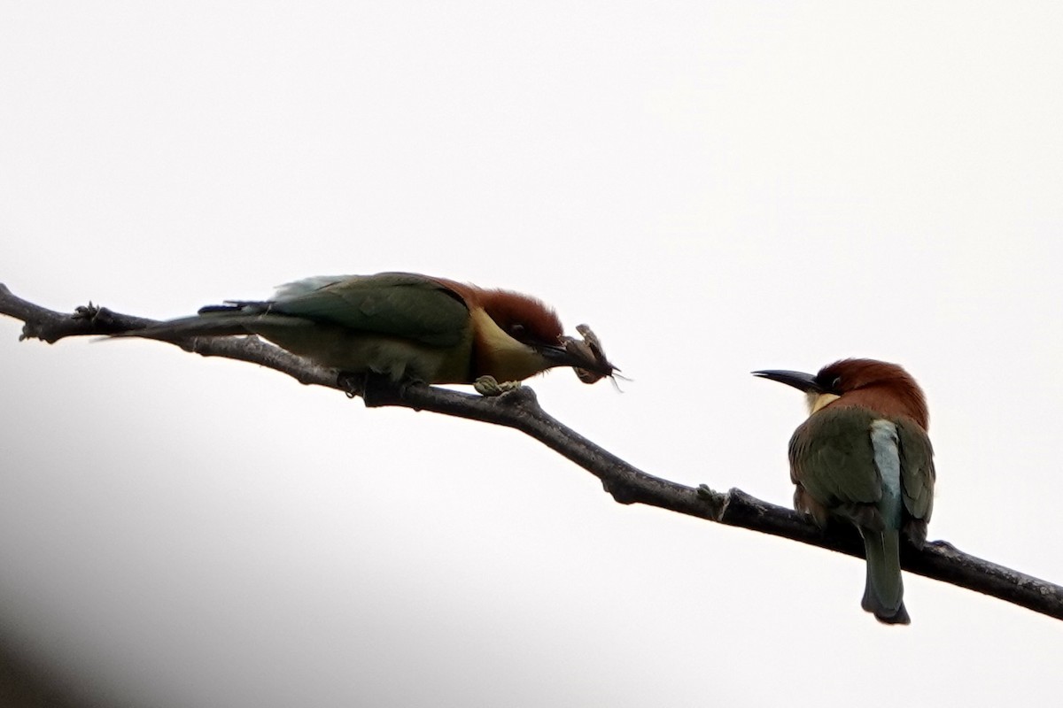 Chestnut-headed Bee-eater - ML616759833