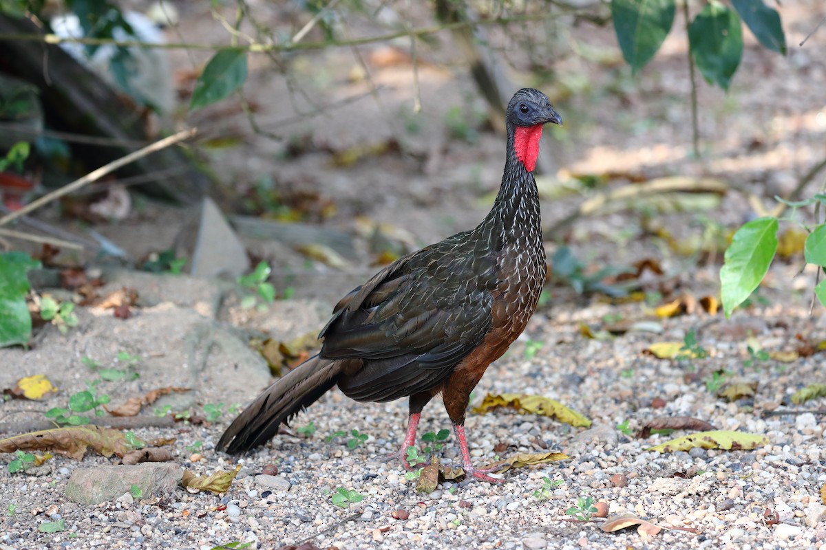 Spix's Guan - Josef Widmer