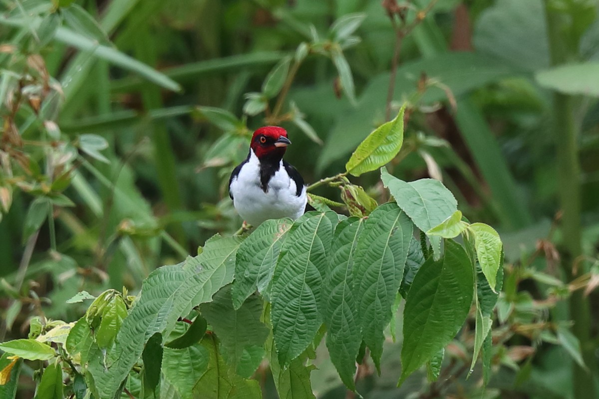 Red-capped Cardinal - Josef Widmer