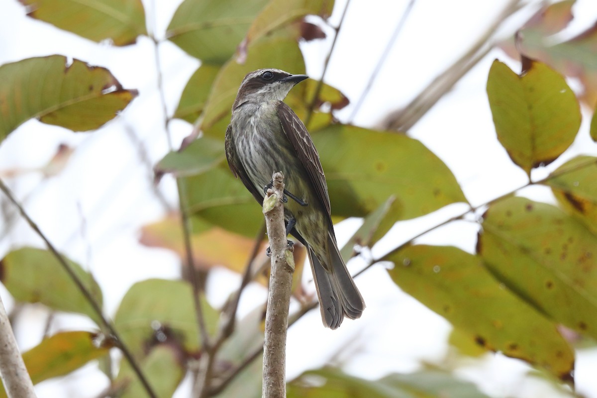 Piratic Flycatcher - Josef Widmer