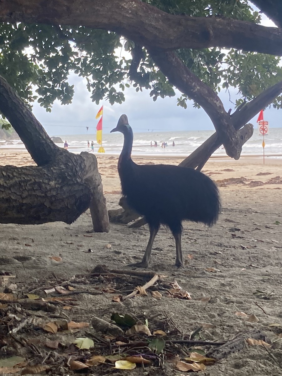 Southern Cassowary - ML616759975