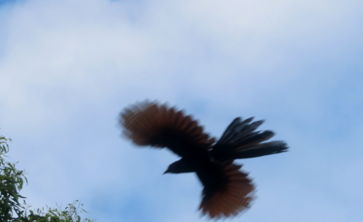 Pheasant Coucal - ML616760047