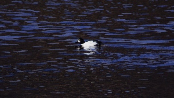 Common Goldeneye - ML616760049